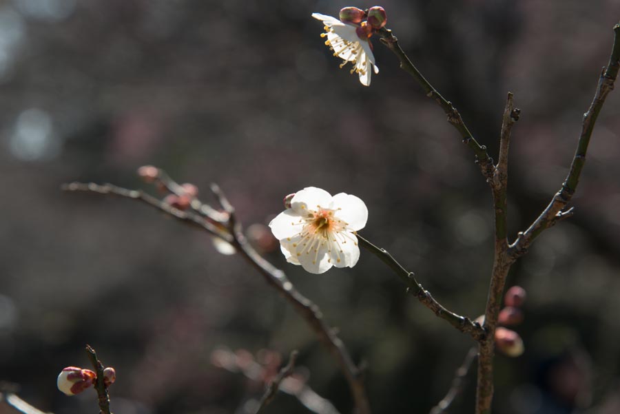 2013京王百草園「梅まつり」開催