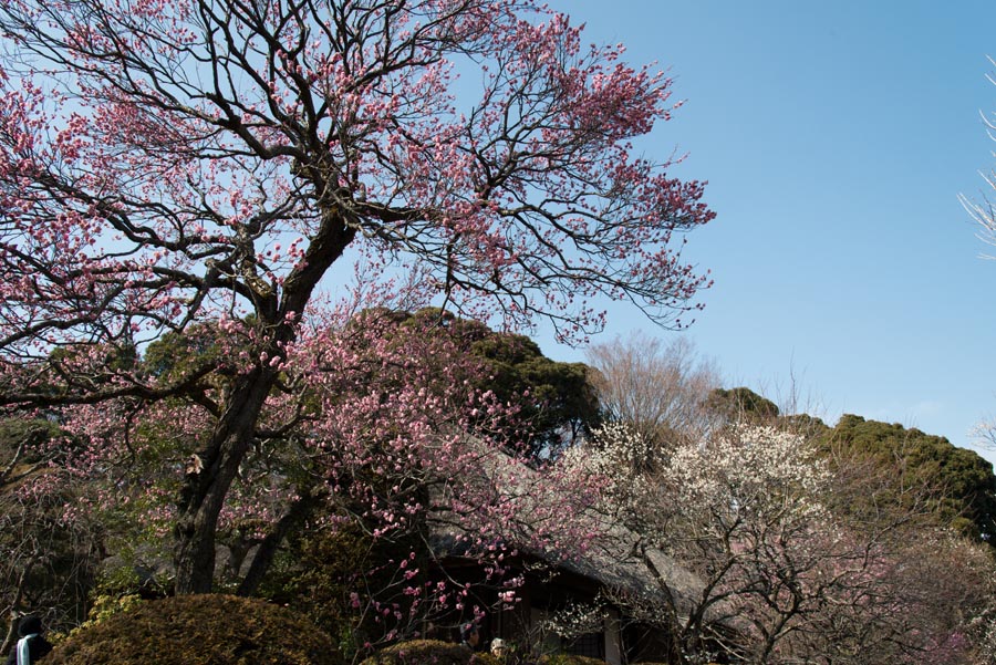 2013京王百草園「梅まつり」開催