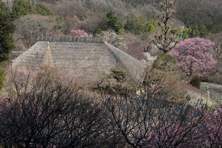 2013京王百草園「梅まつり」開催