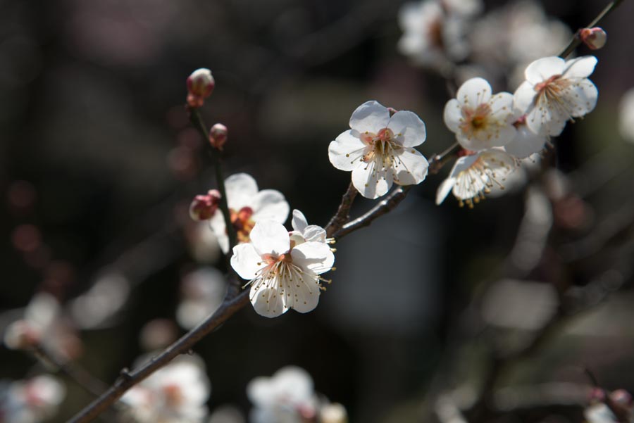 2013京王百草園「梅まつり」開催