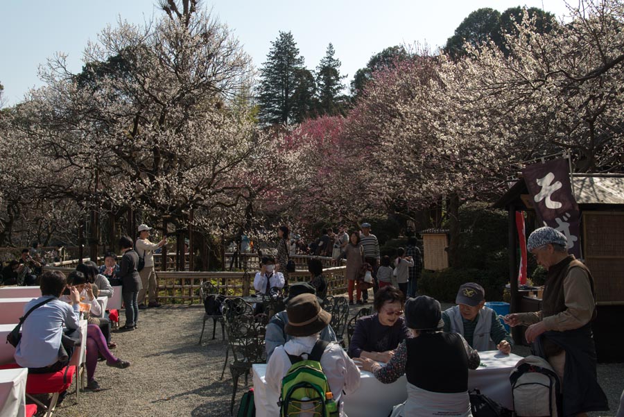 2013京王百草園「梅まつり」開催