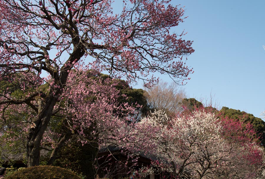 2013京王百草園「梅まつり」開催