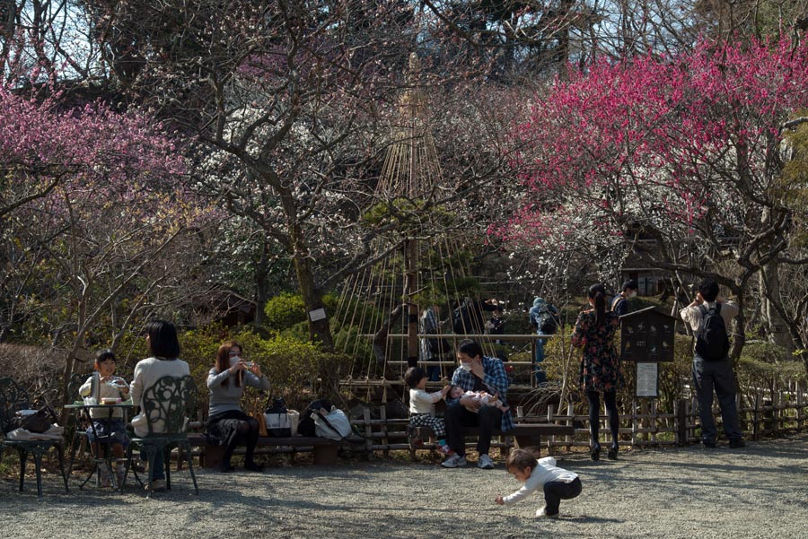 2013京王百草園「梅まつり」開催