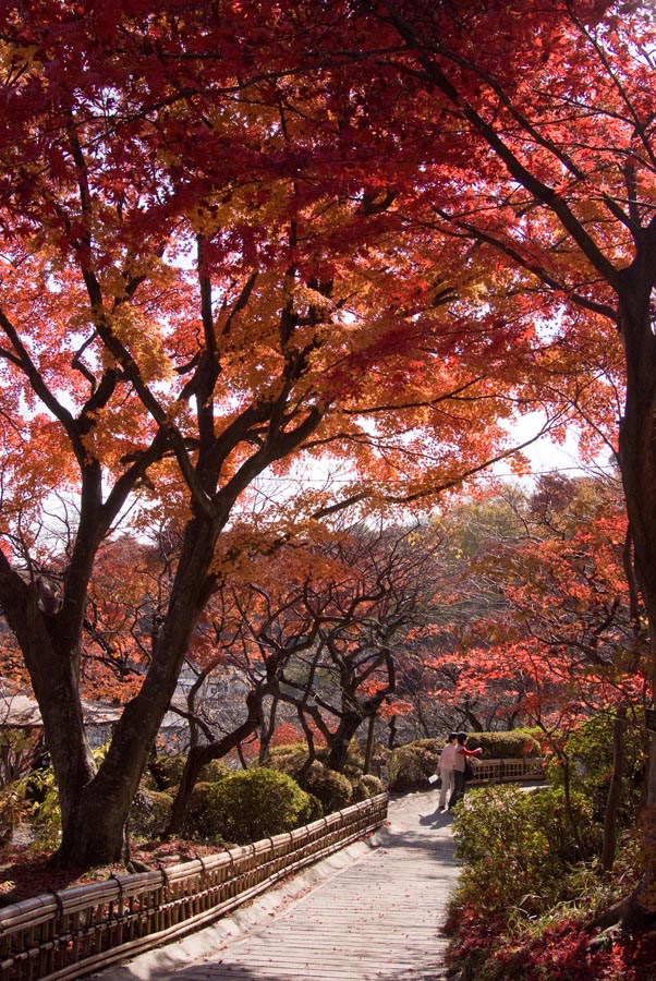 京王百草園紅葉まつり