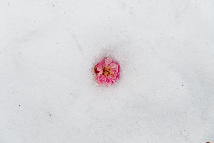 風情の雪も過ぎると無情