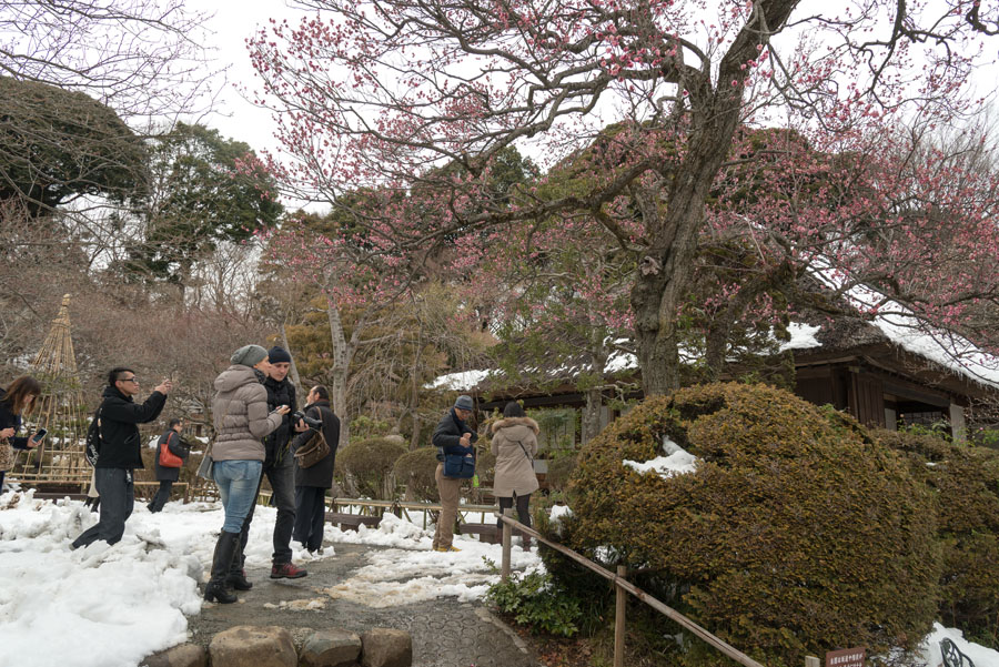 風情の雪も過ぎると無情