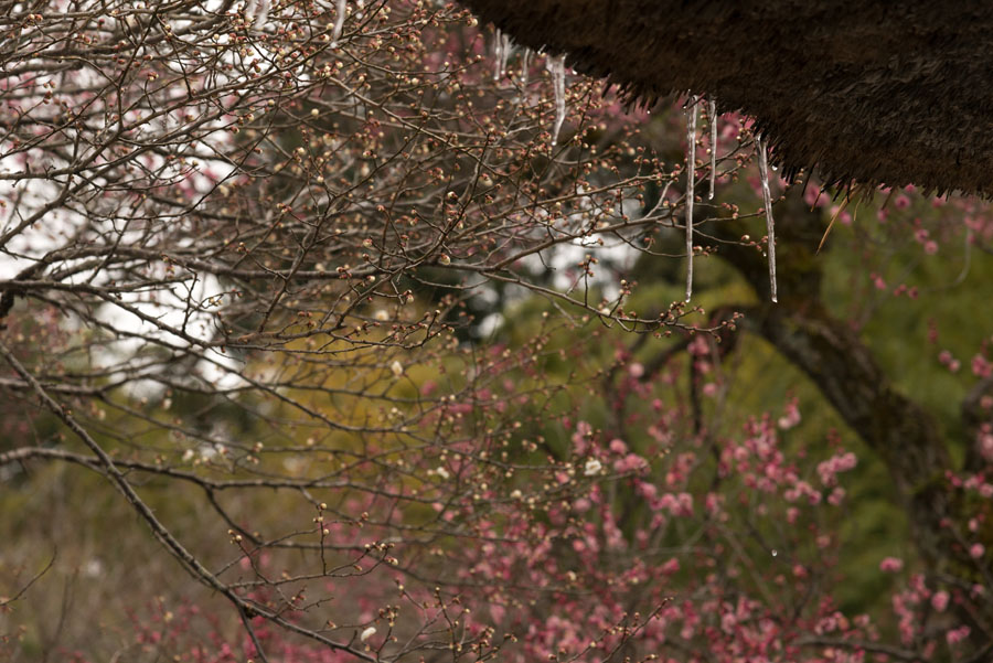 風情の雪も過ぎると無情