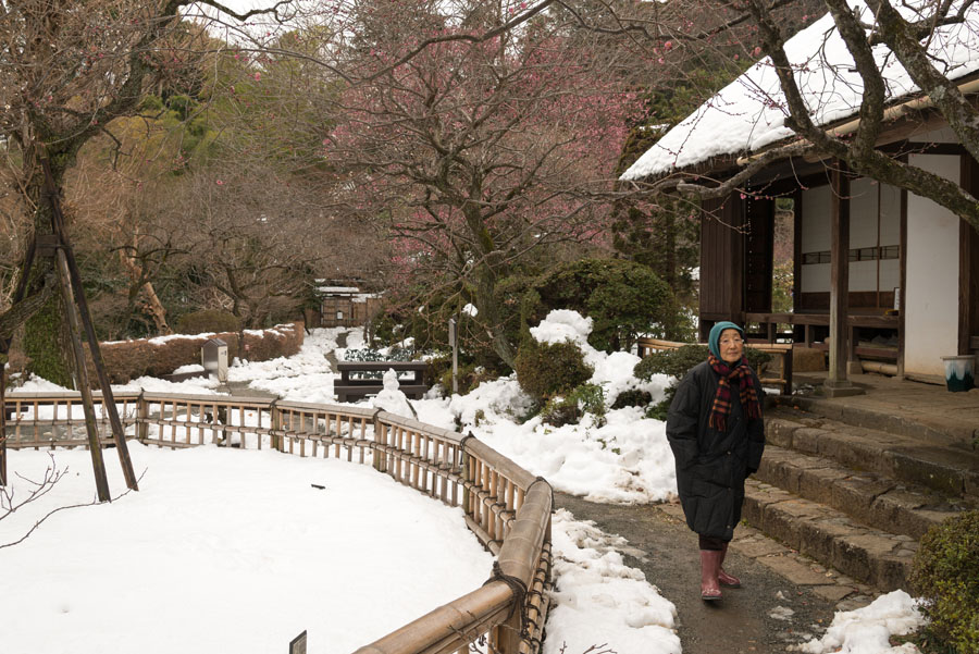 風情の雪も過ぎると無情