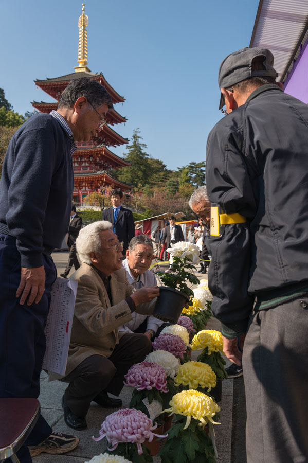 菊まつり