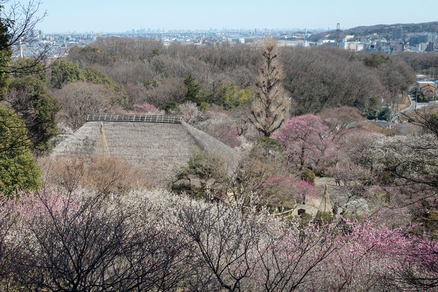 2015京王百草園「梅まつり」開催