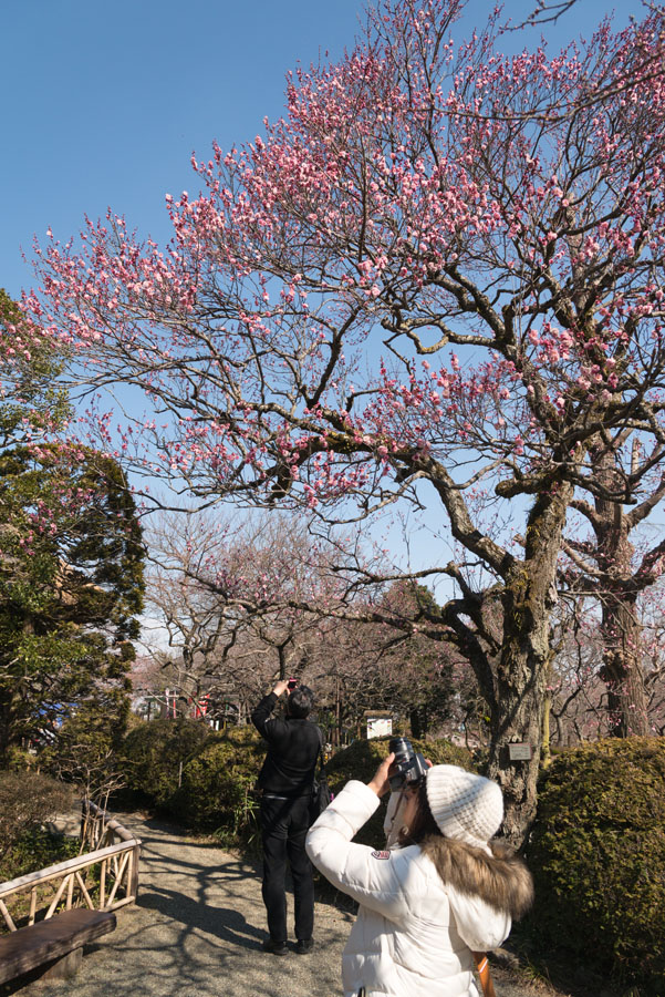 2015京王百草園「梅まつり」開催