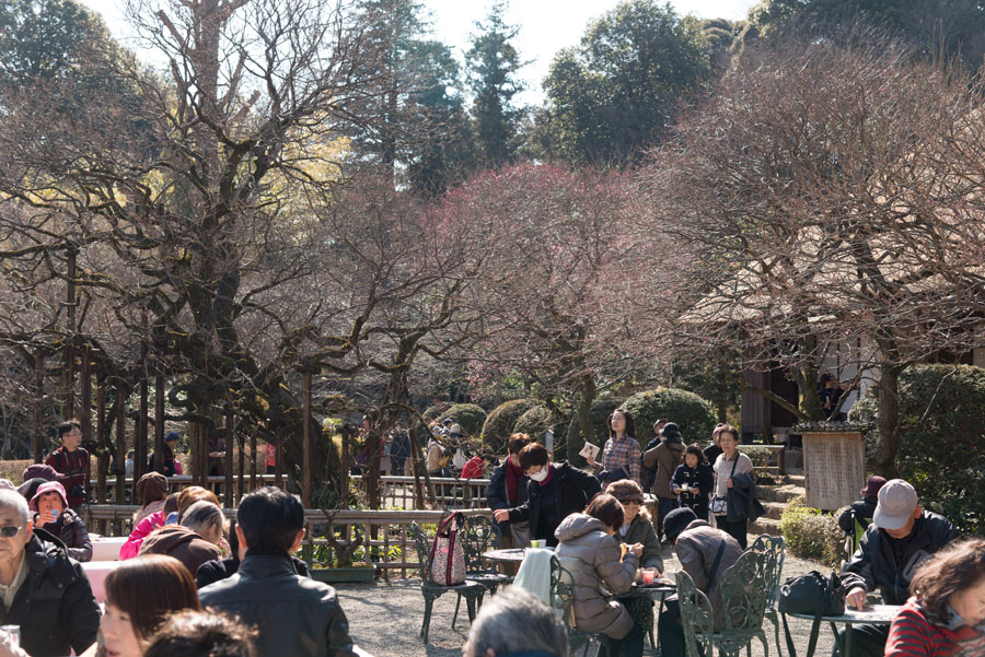 2015京王百草園「梅まつり」開催