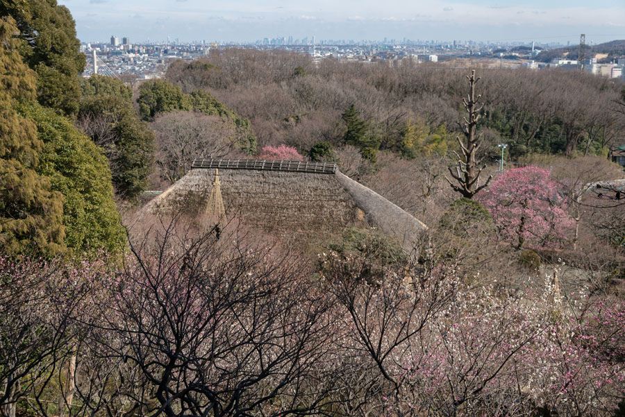 2015京王百草園「梅まつり」開催