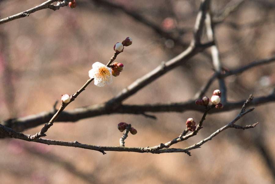 2015京王百草園「梅まつり」開催