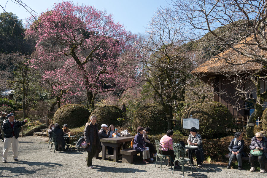 2015京王百草園「梅まつり」開催