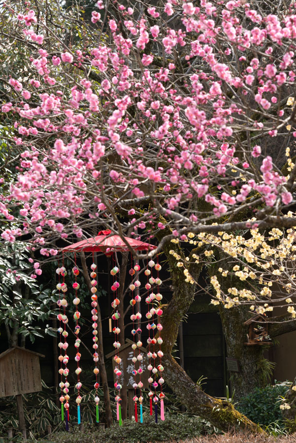 2015京王百草園「梅まつり」開催