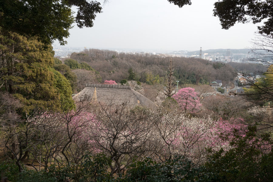 2015京王百草園「梅まつり」開催