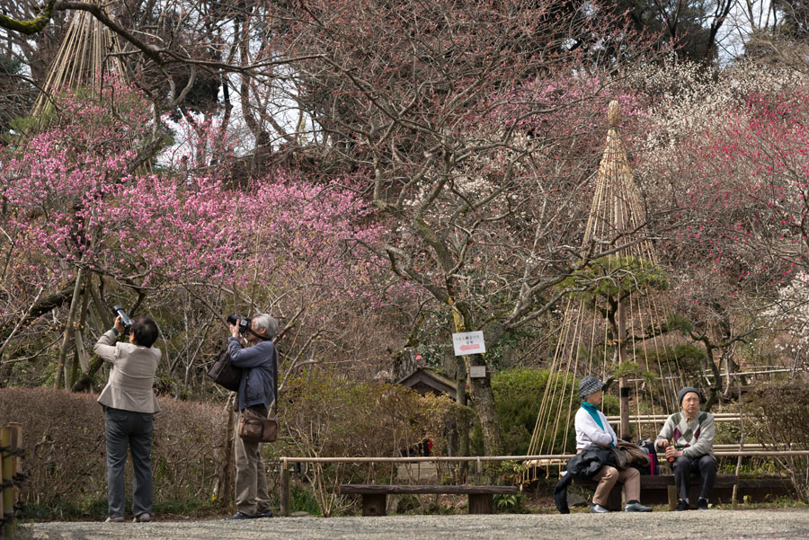 2015京王百草園「梅まつり」開催