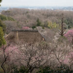 京王百草園「梅まつり」2015　開催