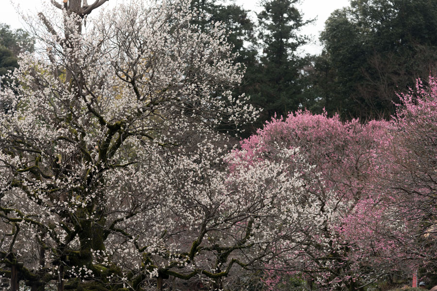 2015京王百草園「梅まつり」開催