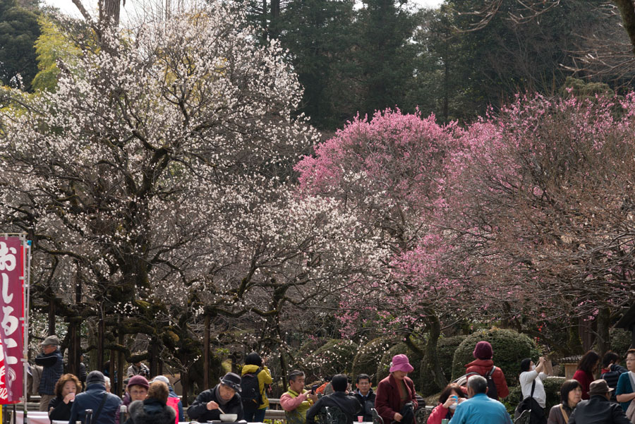 2015京王百草園「梅まつり」開催