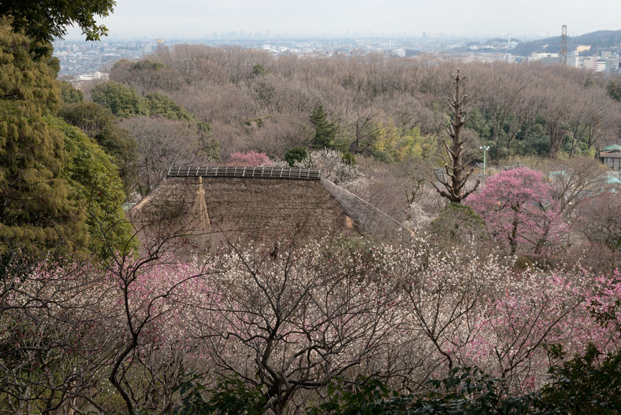 2015京王百草園「梅まつり」開催