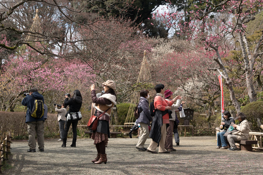 2015京王百草園「梅まつり」開催