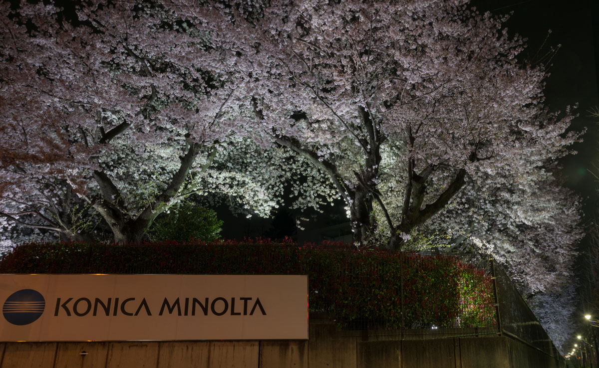 コニカミノルタ東京サイト日野で「桜のライトアップ」