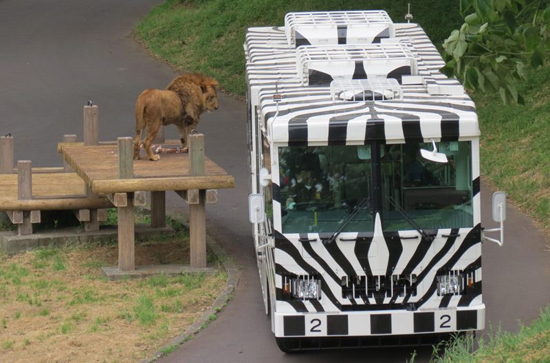 さよならライオンバス〜多摩動物公園の名物が春から運行休止〜