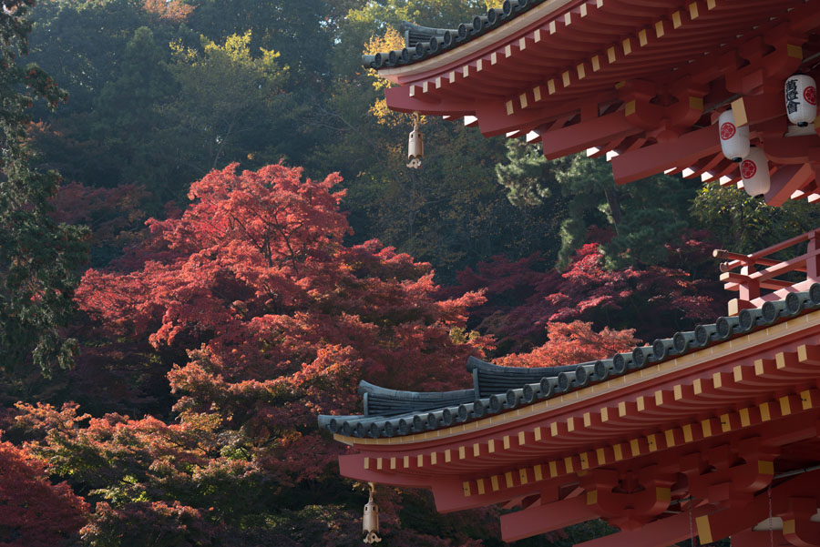 高幡不動尊もみじまつり開催