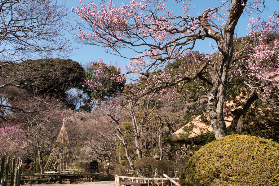 2016京王百草園「梅まつり」開催