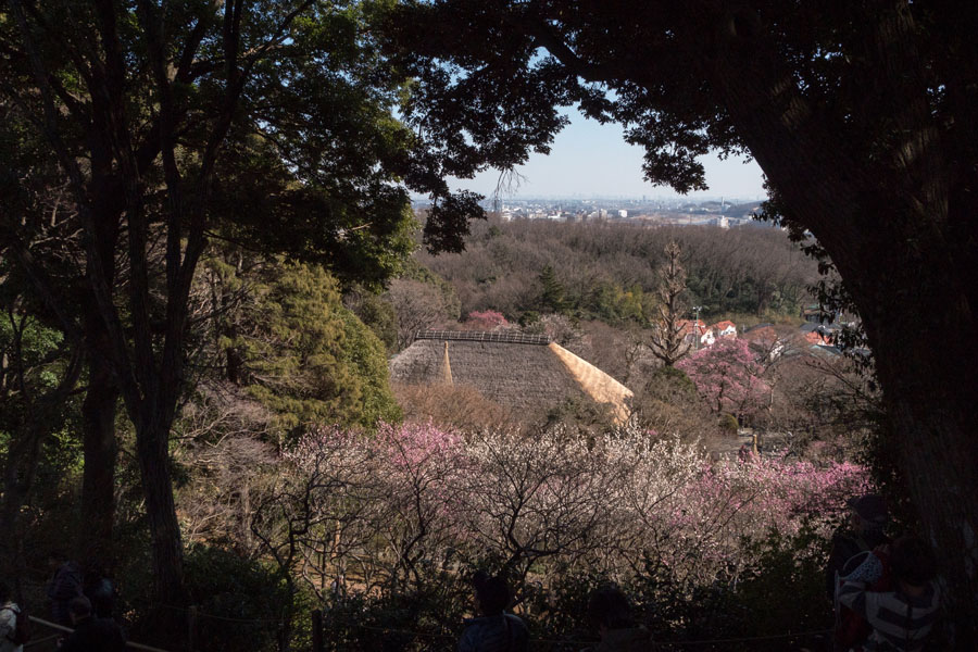 2016京王百草園「梅まつり」開催