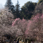 京王百草園「梅まつり」2017　開催