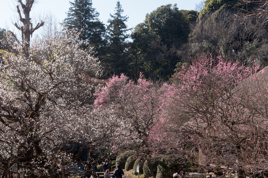 2017京王百草園「梅まつり」開催