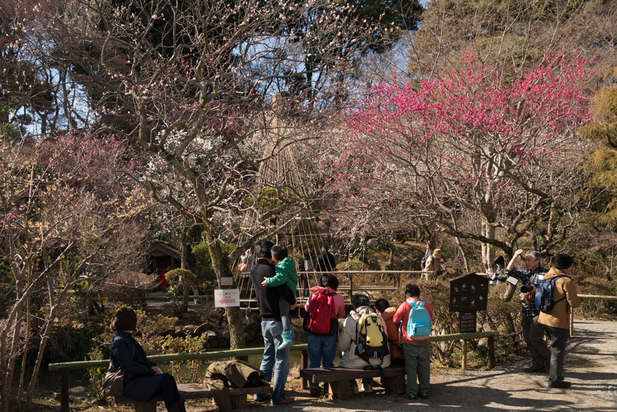 2016京王百草園「梅まつり」開催