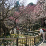 京王百草園「梅まつり」2016　開催