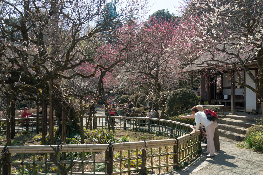 2016京王百草園「梅まつり」開催