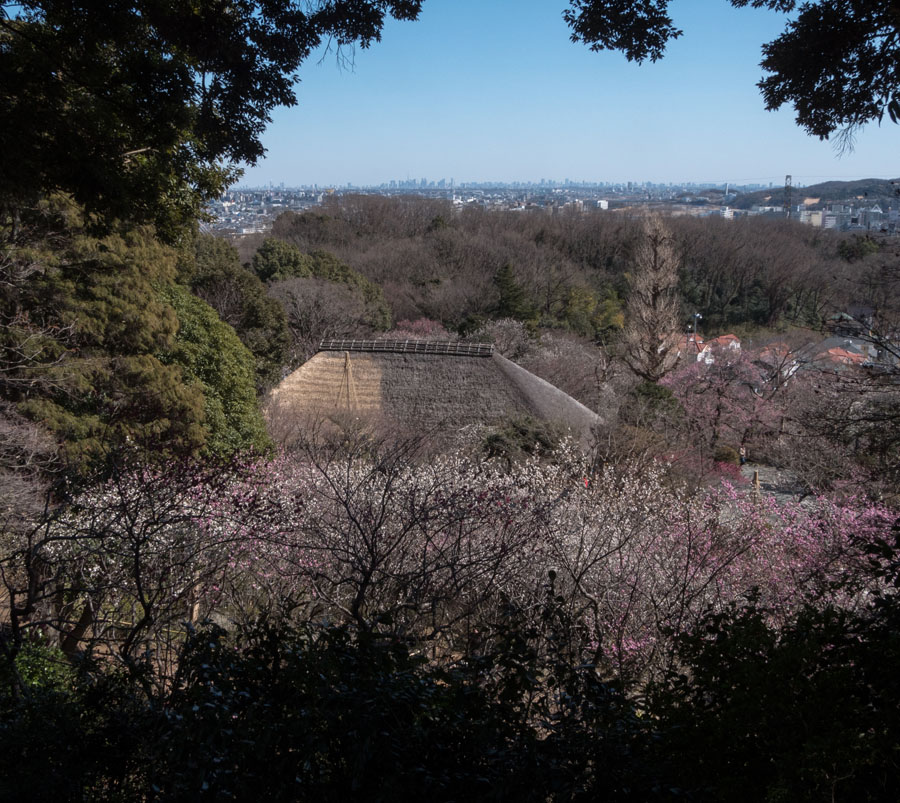 2018京王百草園「梅まつり」開催