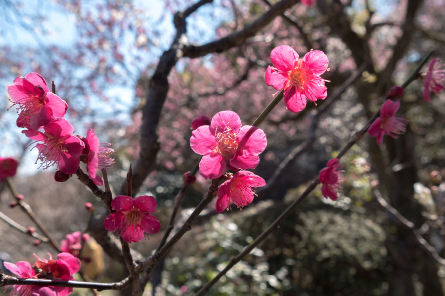 2018京王百草園「梅まつり」開催