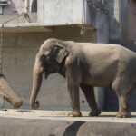 多摩動物公園で長寿お祝いイベントを開催