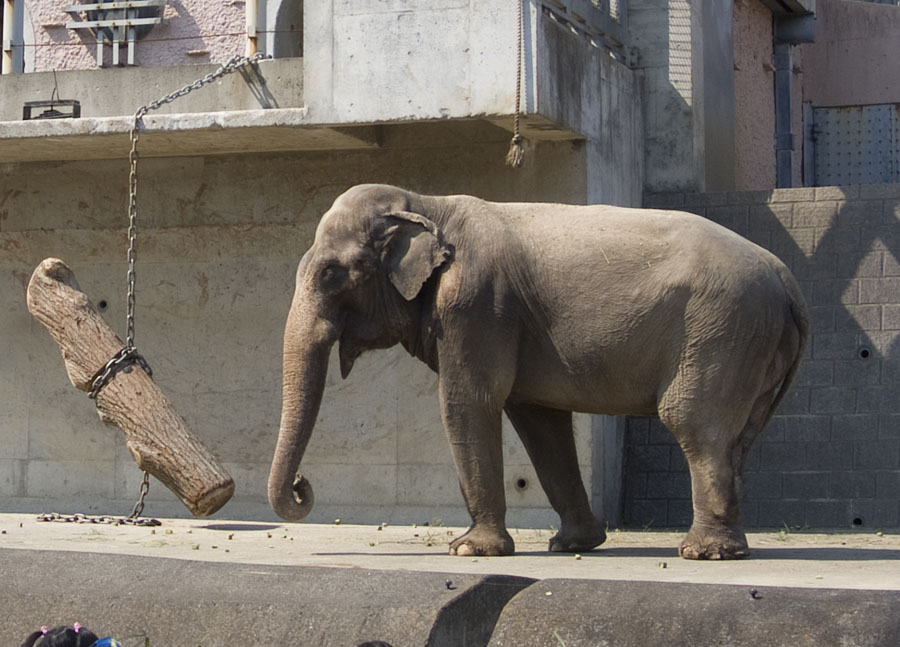 多摩動物公園で長寿お祝いイベントを開催