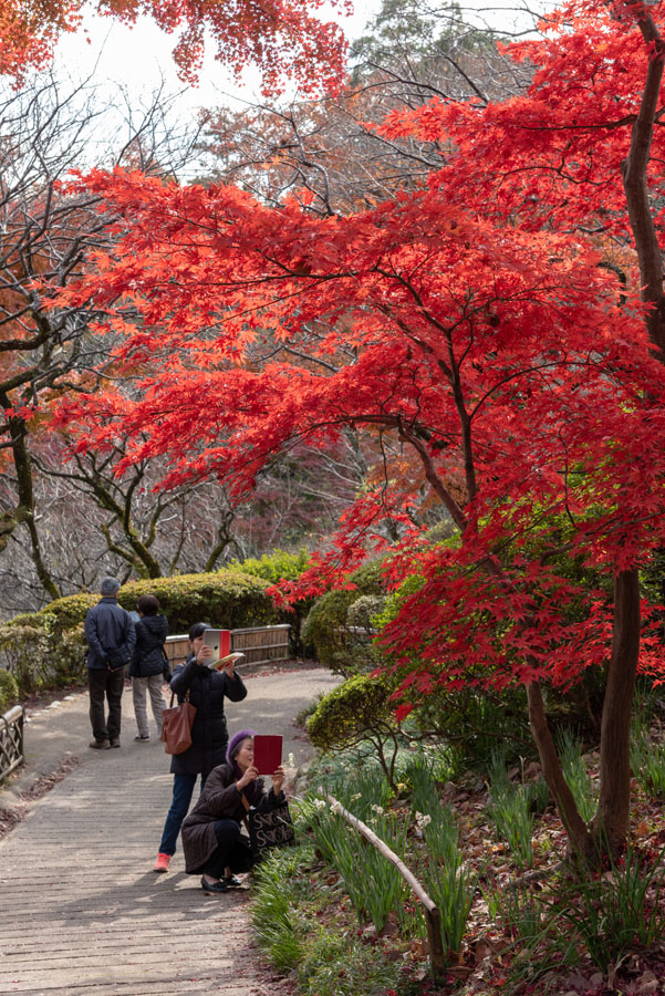 京王百草園紅葉まつり