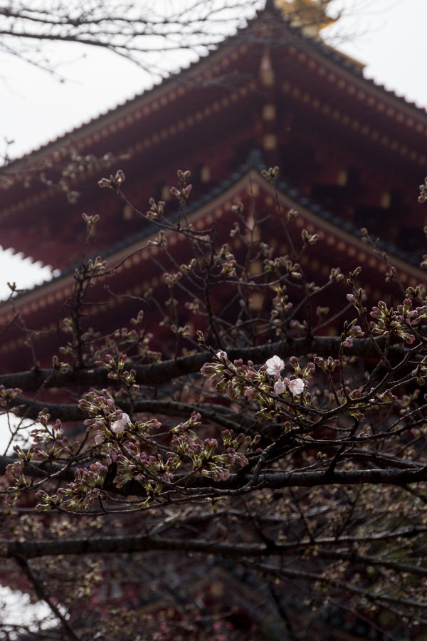 日野市桜開花宣言、します