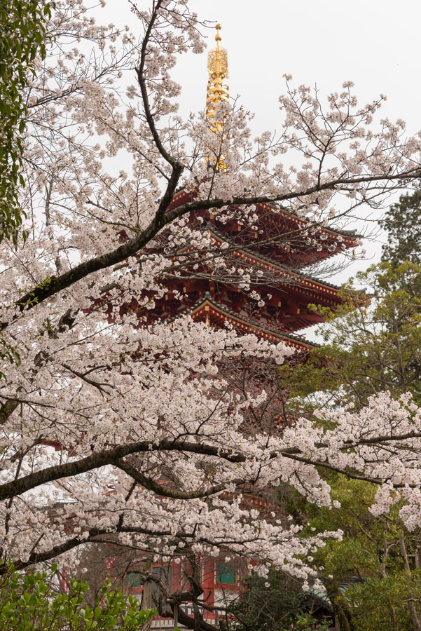 日野市桜開花宣言、します