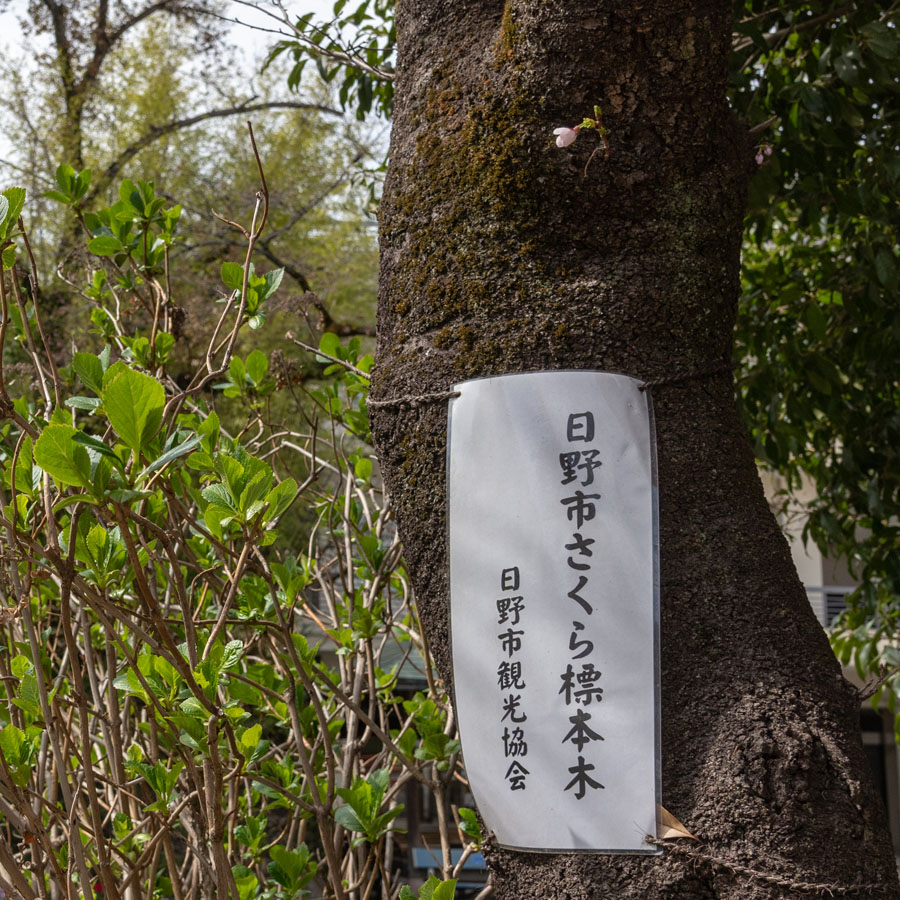 日野市観光協会です。さくら開花宣言します