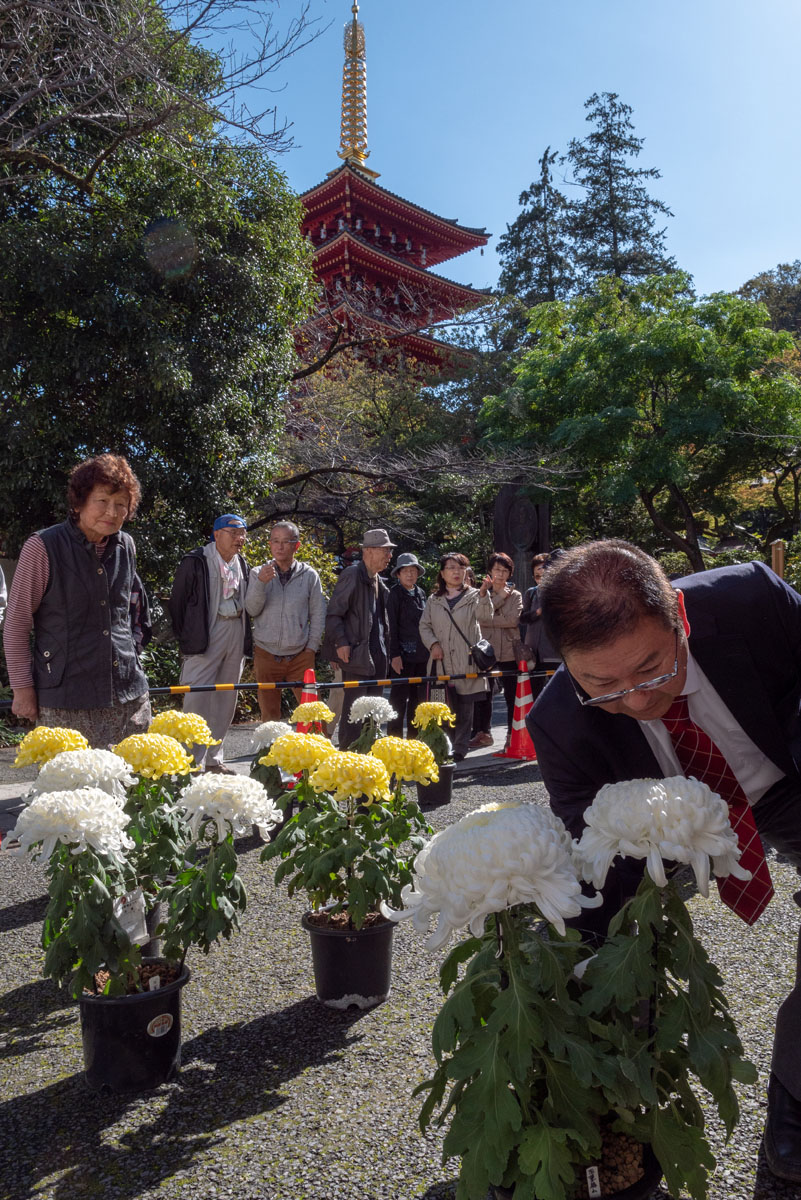 第51回高幡不動尊「菊まつり」開催