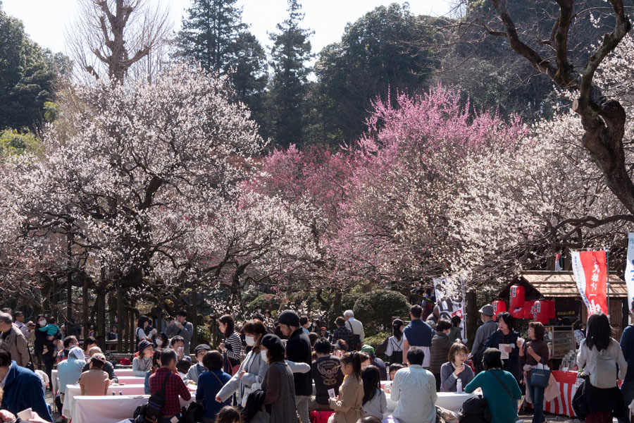 2019京王百草園「梅まつり」開催