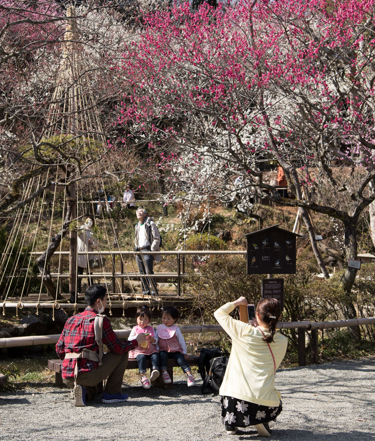 2019京王百草園「梅まつり」開催