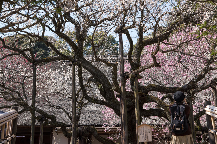 2019京王百草園「梅まつり」開催