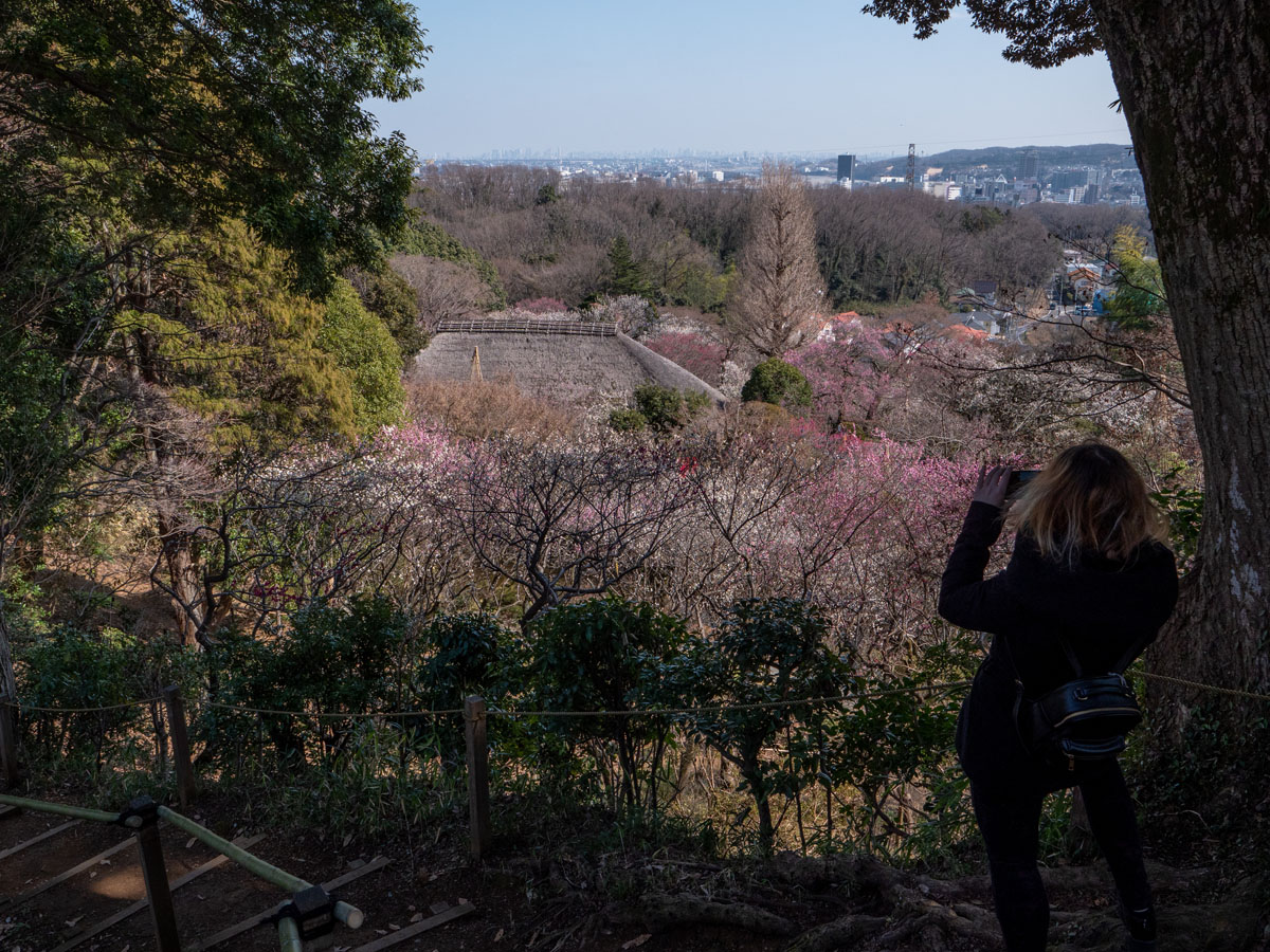 京王百草園、今年の「梅まつり」は開催されません